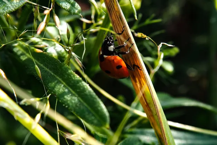 Insecten in de tuin bestrijden met Biobestrijding