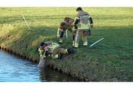 Brandweer redt te water geraakt schaap in Zuidschermer