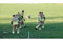 Brandweer redt te water geraakt schaap in Zuidschermer