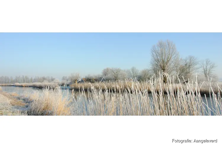 Wintergasten in de Eilandspolder