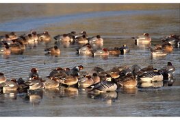 Wintergasten in de Eilandspolder