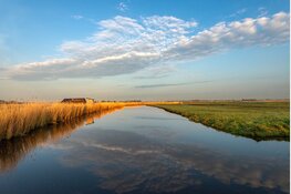 Wintergasten in de Eilandspolder