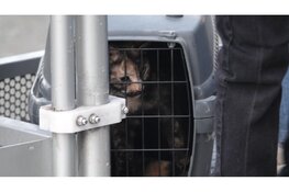 Kat na ruim 24 uur gered van dak in Alkmaar