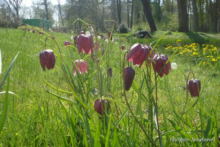 Ontdek de voorjaarsbloeiers op Landgoed Nijenburg