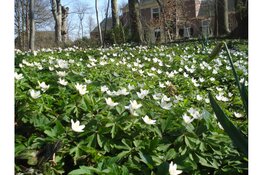 Ontdek de voorjaarsbloeiers op Landgoed Nijenburg