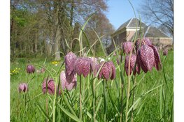Ontdek de voorjaarsbloeiers op Landgoed Nijenburg