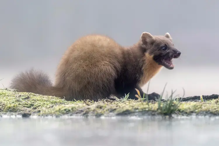 Marter in de auto of schuur: zo voorkom je geur en kabelschade