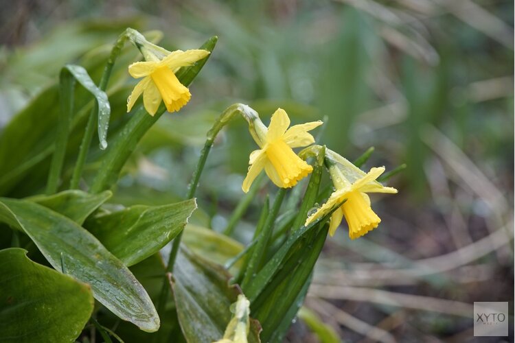 Aanhoudend zacht weer, later in de week meer kans op buien