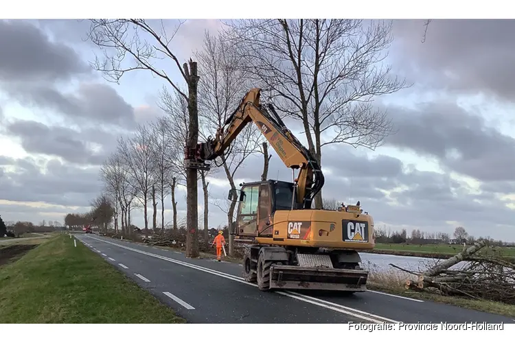 Laatste 80 populieren langs Westdijk (N244) in Zuidschermer verwijderd voor verkeersveiligheid