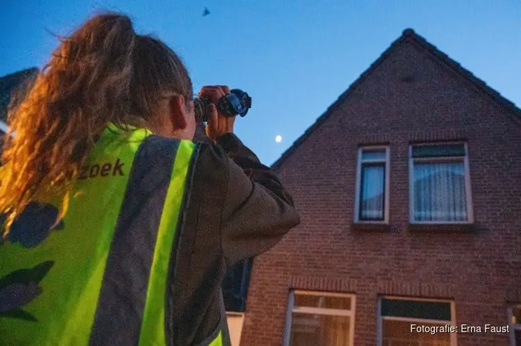 Gemeente Alkmaar brengt beschermde vogels en vleermuizen in kaart