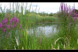 De natuurtuin Lezing door Cees Baart
