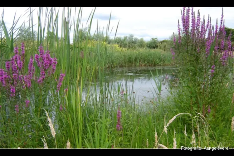 De natuurtuin Lezing door Cees Baart