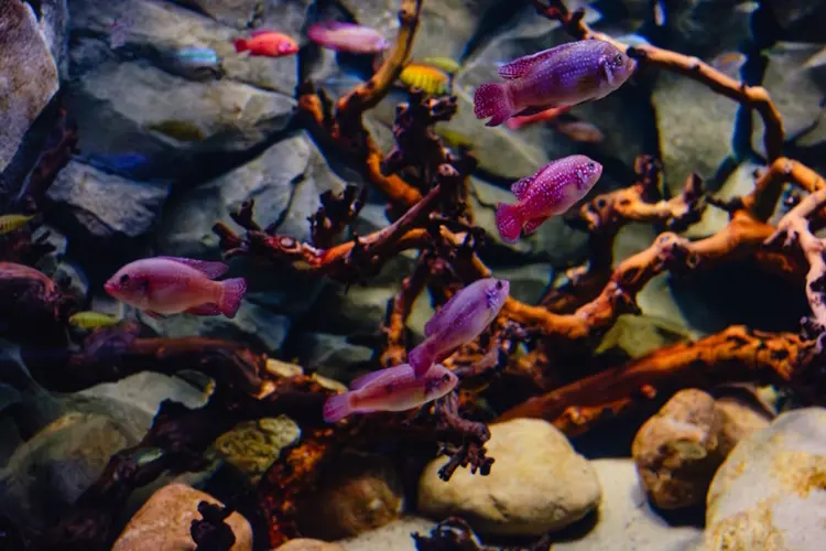 Aquarium inrichting en dierenwelzijn tips