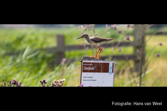 Boerenlandvogels in de Eilandspolder