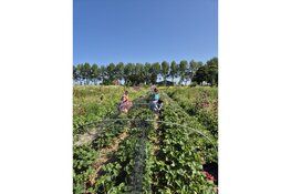 Aardbeien oogstfeest bij Stichting Heer Ikigai in Stompetoren op zaterdag 13 juni