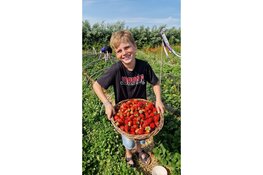 Aardbeien oogstfeest bij Stichting Heer Ikigai in Stompetoren op zaterdag 13 juni