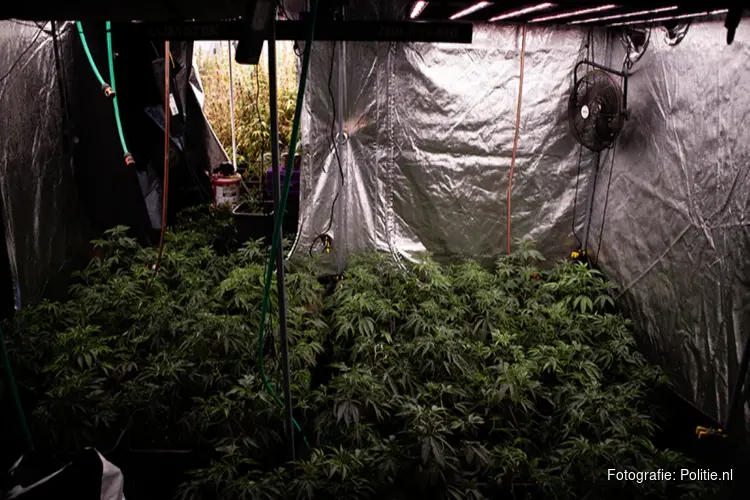 Levensgevaar achter de voordeur: drugsteam Noord-Holland rolt hennepkwekerijen op
