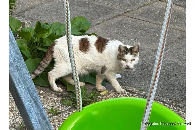 Poes Maria na tien jaar vermissing herenigd met baasje