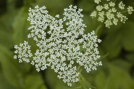 Vaartocht bruikbare natuur in de Eilandspolder