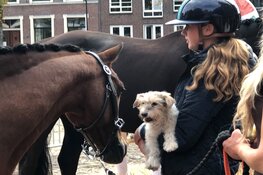 Landbouwdag brengt dieren en traditie naar Alkmaar