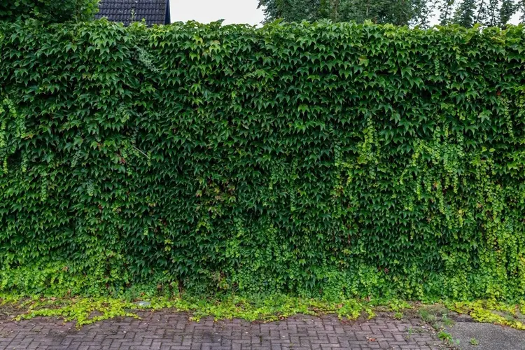 Waarom steeds meer tuineigenaren kiezen voor een natuurlijke erfafscheiding