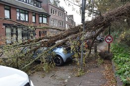Omgewaaide boom valt op twee geparkeerde auto's in Alkmaar