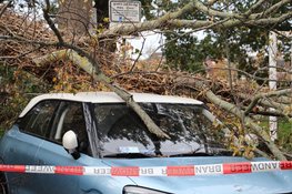 Omgewaaide boom valt op twee geparkeerde auto's in Alkmaar