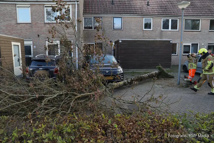 Boom valt bijna op auto in Alkmaar