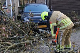 Boom valt bijna op auto in Alkmaar