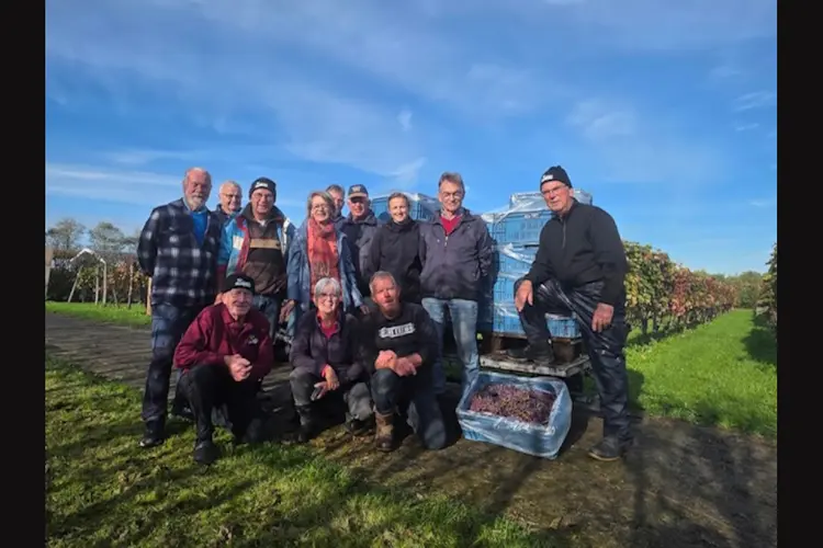 De oogst is binnen bij Wijndomein De Koen