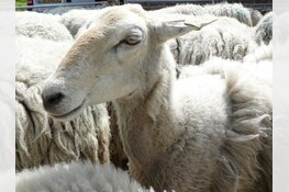 Schapen en lammetjes in de schaapskooi